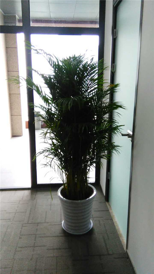 西安葛洲壩花卉租賃