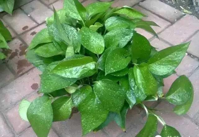 城市看春總未真 花鄉(xiāng)引得幸福來&mdash;&mdash;&ldquo;賞花經濟