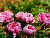 昆明:68萬(wàn)人曇華寺樂(lè)賞牡丹