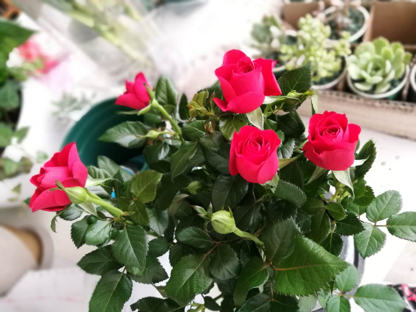 嘉善人保財險 大棚花卉保險護花保生產