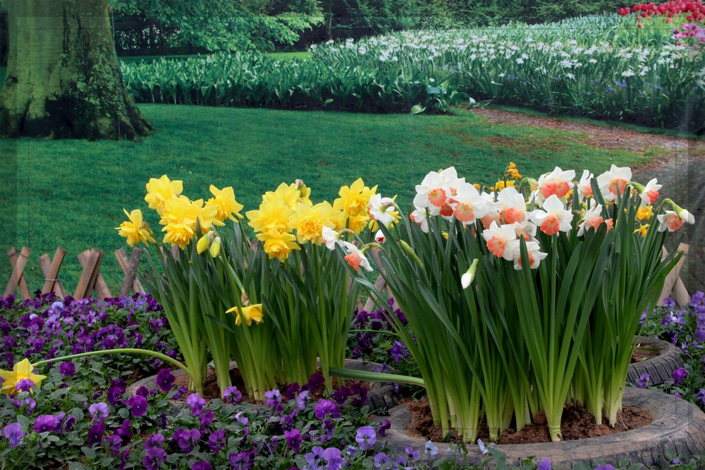 麗江花卉亮相昆明國際花展