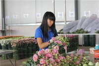 上半年云花產業優勢凸顯