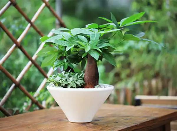 發(fā)財(cái)樹注意這5點(diǎn),黃葉爛根都不怕!