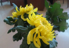 辦公室租擺花卉應該如何擺放？有哪些講究？