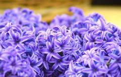 辦公室綠植租賃如何種出心儀的風信子？怎么養