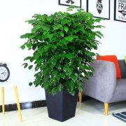 辦公室租擺的綠植幸福樹這么養，黃葉消失、還