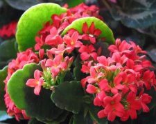 植株生長旺盛卻難見開花，原因肯定在這六個方