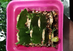 一個&ldquo;扦插花卉&rdquo;的小經驗：不用生根粉、生根