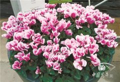 仙客來‘京都’獲德國埃森展獎項提名