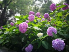 豆腐渣加工后做＂花肥＂，用來養蘭花，葉綠、