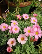 6款迷你小盆栽，桌上窗臺養一盆，精致小巧惹人