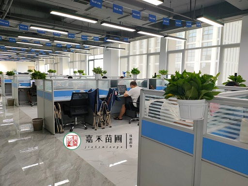 西安辦公室綠植花卉租擺植物有哪些？