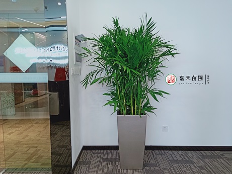 西安辦公室花卉出租花卉租賃