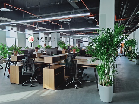 西安辦公室綠植擺放效果圖|西安嘉禾苗圃 西安辦公室綠植擺放效果圖|西安嘉禾苗圃