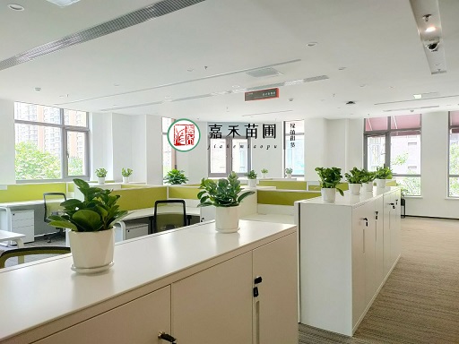 辦公室綠植租賃效果圖|西安嘉禾苗圃 辦公室綠植租賃效果圖|西安嘉禾苗圃