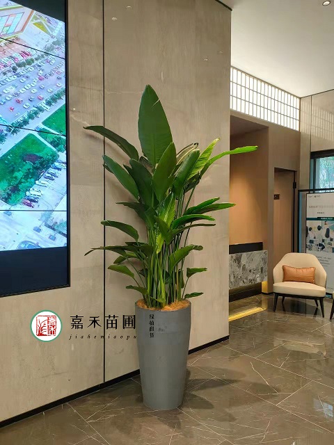 西安辦公室大型綠植租賃鶴望蘭|西安嘉禾苗圃 西安辦公室大型綠植租賃鶴望蘭|西安嘉禾苗圃