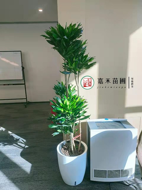 西安辦公室大型綠植租賃太陽(yáng)神|西安嘉禾苗圃 西安辦公室大型綠植租賃太陽(yáng)神|西安嘉禾苗圃