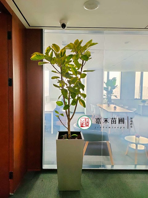 西安辦公室大型綠植租賃花葉富貴榕|西安嘉禾苗圃 西安辦公室大型綠植租賃花葉富貴榕|西安嘉禾苗圃