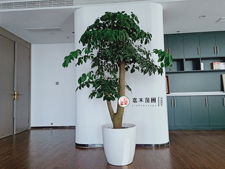 辦公室租擺植物|西安嘉禾苗圃 辦公室租擺植物|西安嘉禾苗圃