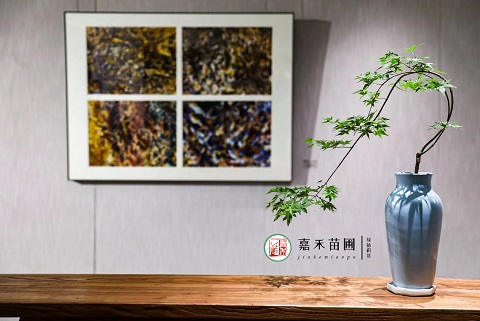 西安辦公室綠植養護收費標準