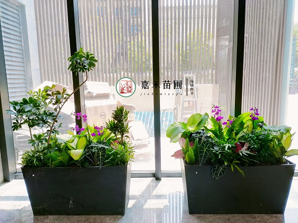 西安辦公室綠植租擺公司|西安嘉禾苗圃 西安辦公室綠植租擺公司|西安嘉禾苗圃