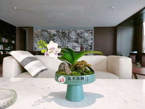 寫字樓辦公室花卉綠植租擺案例|西安嘉禾苗圃