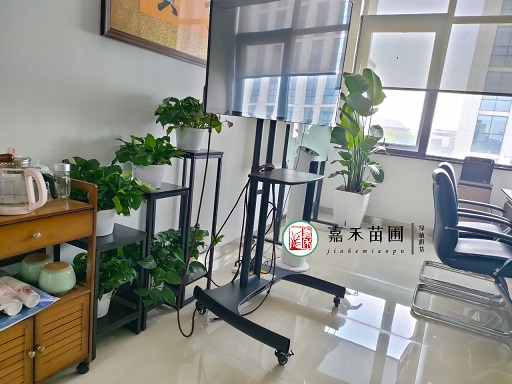 西安辦公室綠植租擺|西安嘉禾苗圃 西安辦公室綠植租擺|西安嘉禾苗圃