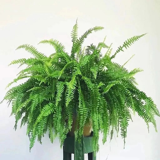 西安辦公室綠植租賃|西安嘉禾苗圃