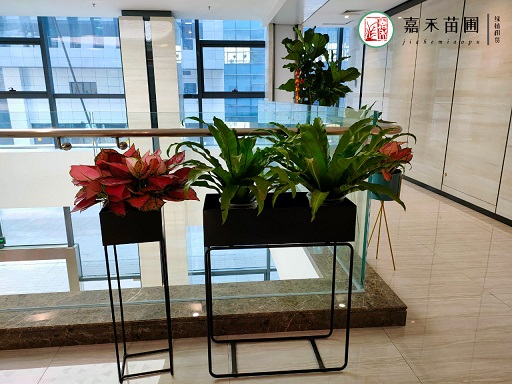 西安辦公室綠植花卉租擺公司|西安嘉禾苗圃| 西安辦公室綠植花卉租擺公司|西安嘉禾苗圃|
