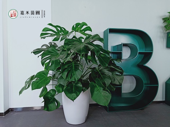 西安辦公室租擺綠色花卉|西安嘉禾苗圃 西安辦公室租擺綠色花卉|西安嘉禾苗圃