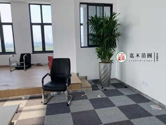 西安辦公室綠植租擺的幸運木&mdash;&mdash;巴西木怎么養護