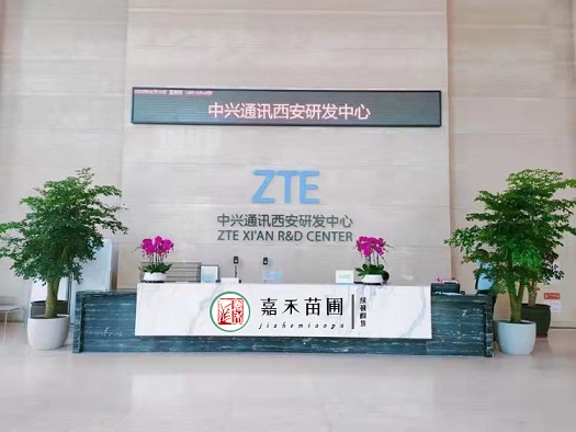 西安辦公區(qū)花卉綠植租賃布置|西安嘉禾苗圃 西安辦公區(qū)花卉綠植租賃布置|西安嘉禾苗圃