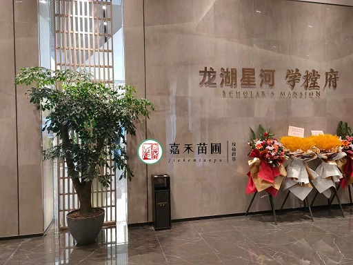 西安辦公室綠植租賃|西安嘉禾苗圃 西安辦公室綠植租賃|西安嘉禾苗圃