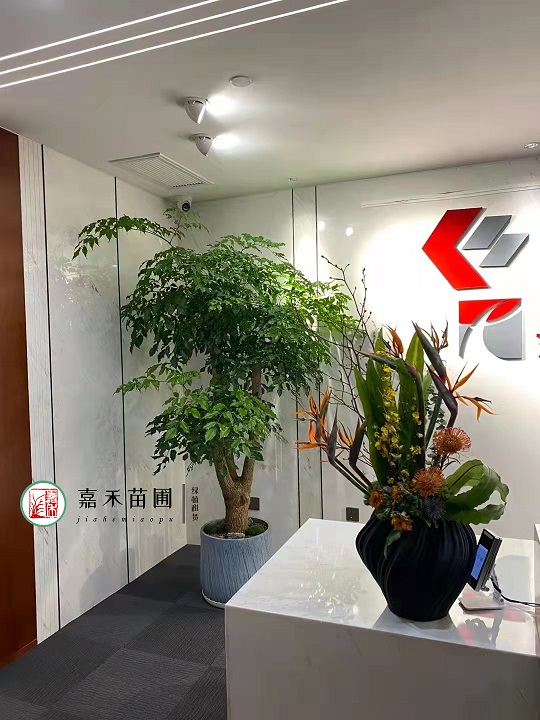 西安辦公室門口綠植租賃|西安嘉禾苗圃 西安辦公室門口綠植租賃|西安嘉禾苗圃