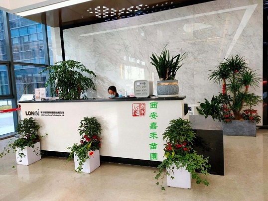 西安辦公室綠植租賃方案|西安嘉禾苗圃 西安辦公室綠植租賃方案|西安嘉禾苗圃