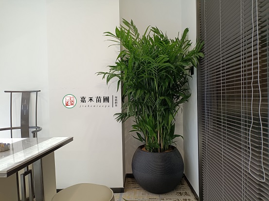 辦公室綠植花卉租擺|西安嘉禾苗圃 辦公室綠植花卉租擺|西安嘉禾苗圃