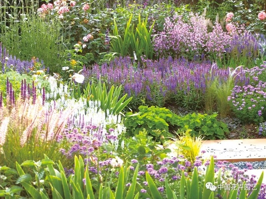 “花境之路”的設(shè)計(jì)、施工與養(yǎng)護(hù)