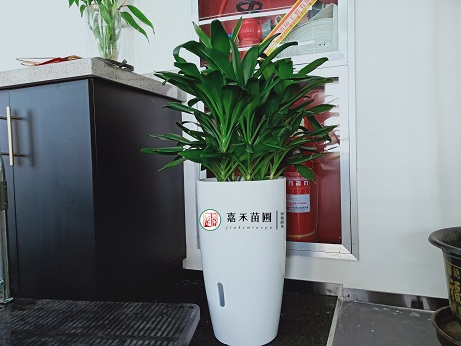 辦公室綠植租賃公司告訴你植物變黃的原因及養(yǎng)護(hù)建議。