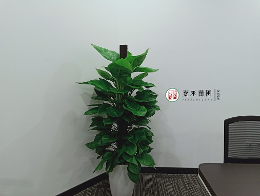 西安辦公室花卉綠植租擺的養護操作流程