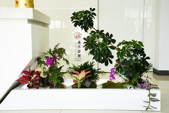 輕奢辦公室綠植租賃|西安嘉禾苗圃 輕奢辦公室綠植租賃|西安嘉禾苗圃