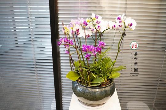 辦公室綠植租賃設計|西安嘉禾苗圃 辦公室綠植租賃設計|西安嘉禾苗圃