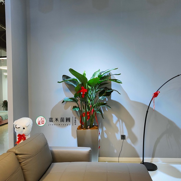 設(shè)計(jì)師用綠植租賃打破辦公區(qū)傳統(tǒng)裝飾,開(kāi)啟“新中式綠植組景”新風(fēng)尚