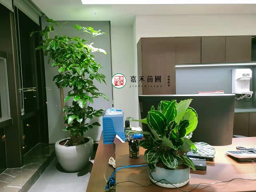 西安辦公室綠植租賃價格|西安嘉禾苗圃 西安辦公室綠植租賃價格|西安嘉禾苗圃