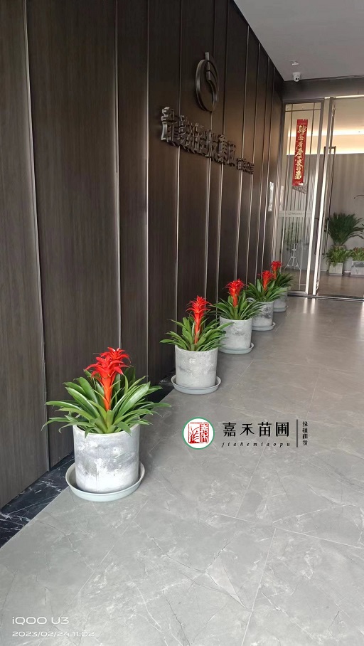 西安辦公室花卉租賃價格|西安嘉禾苗圃 西安辦公室花卉租賃價格|西安嘉禾苗圃