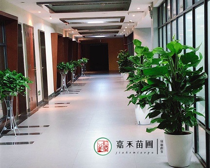 西安辦公室綠植租賃植物|西安嘉禾苗圃 西安辦公室綠植租賃植物|西安嘉禾苗圃