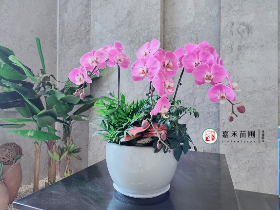 西安辦公室綠植租賃擺放能有效提高工作效率!