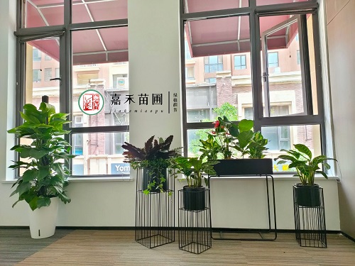 西安綠植租賃:辦公室的自然之美