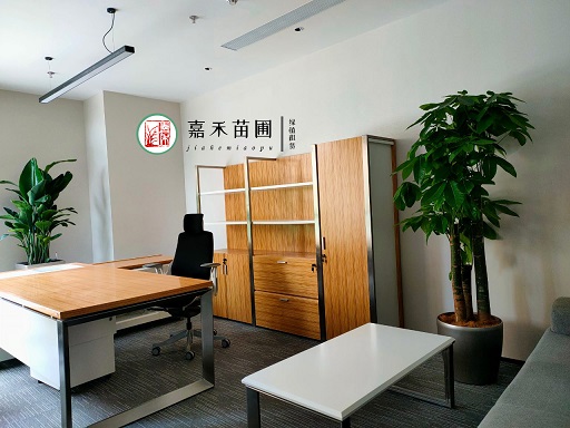 室內綠植租賃:提升辦公室環境和員工幸福感的策略