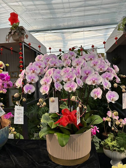 西安花卉租擺年宵花|西安嘉禾苗圃 西安花卉租擺年宵花|西安嘉禾苗圃