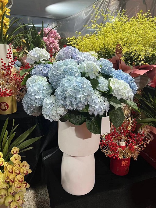 西安租賃年宵花|西安嘉禾苗圃 西安租賃年宵花|西安嘉禾苗圃